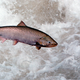 A Chinook salmon leaps Through white water in the Rapid River in Idaho